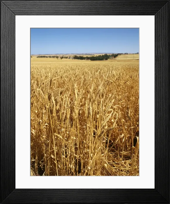 Framed Print : Vast fields of ripening wheat in December near Northam, Western Australia Framed Print : Vast fields of ripening wheat in December near Northam, Western Australia