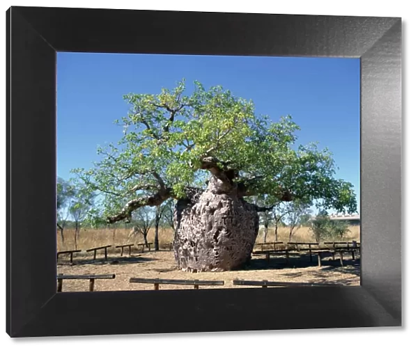 Old hollow boab tree, once used as aboriginal prison, outside Derby, Kimberley