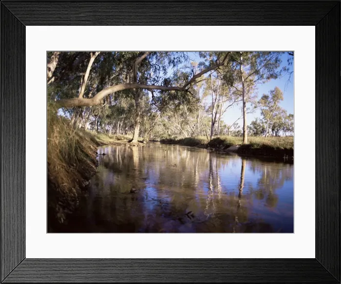 Framed Print : Gum trees beside Hann River, central Gibb River Road, Kimberley, Western Australia Framed Print : Gum trees beside Hann River, central Gibb River Road, Kimberley, Western Australia