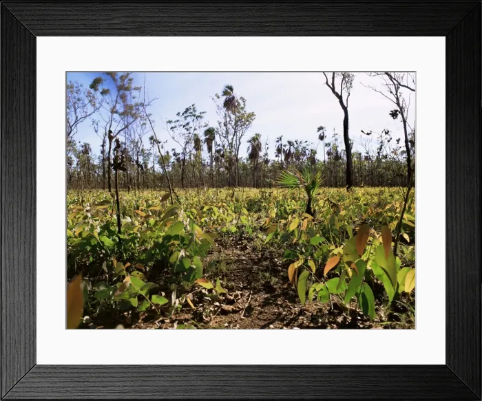 Framed Print : Re-growth of eucalyptus seedlings after bush fire, beside Mitchell Plateau Road Framed Print : Re-growth of eucalyptus seedlings after bush fire, beside Mitchell Plateau Road