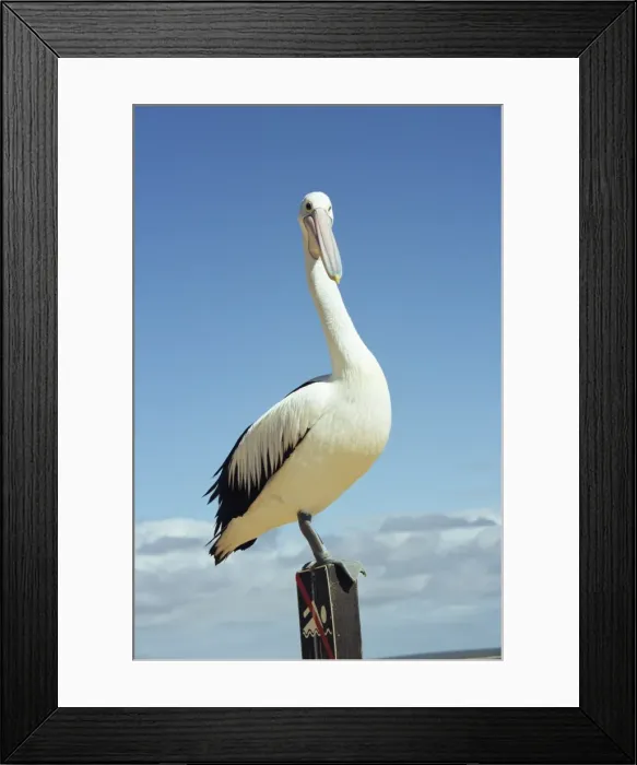 Framed Print : Australian pelican, Pelecanus conspicillatus, Shark Bay, Western Australia Framed Print : Australian pelican, Pelecanus conspicillatus, Shark Bay, Western Australia