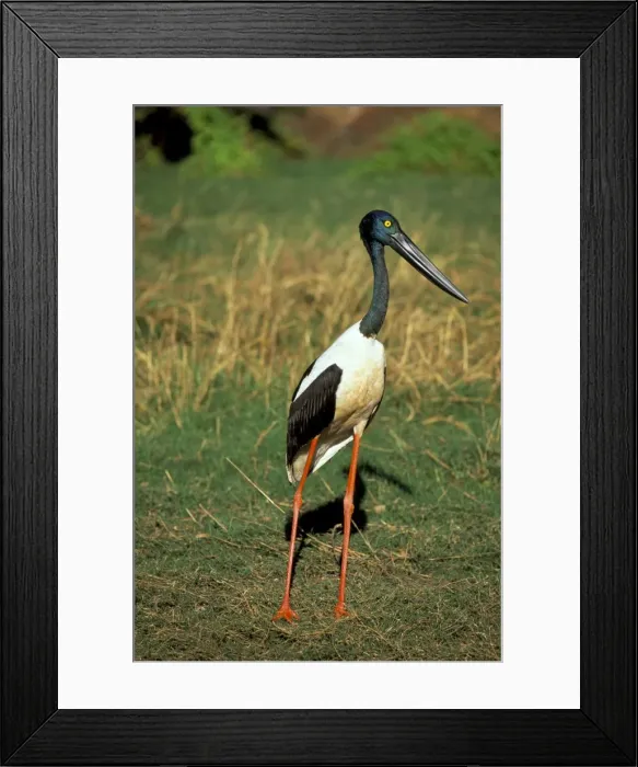Framed Print : Female jabiru (black necked stork) (Ephippiorhynchus asiaticus), Western Australia Framed Print : Female jabiru (black necked stork) (Ephippiorhynchus asiaticus), Western Australia