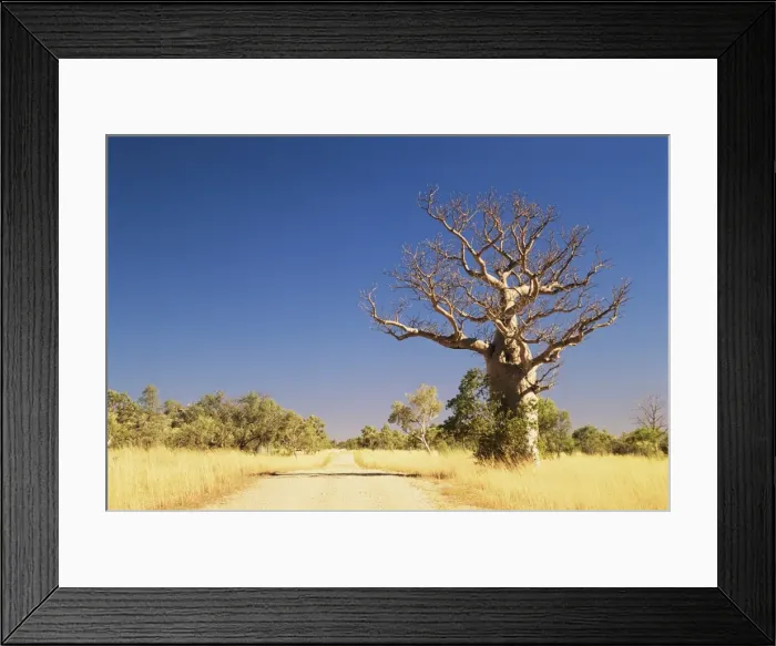 Framed Print : Boab tree and gravel road, Kimberley, Western Australia, Australia, Pacific Framed Print : Boab tree and gravel road, Kimberley, Western Australia, Australia, Pacific