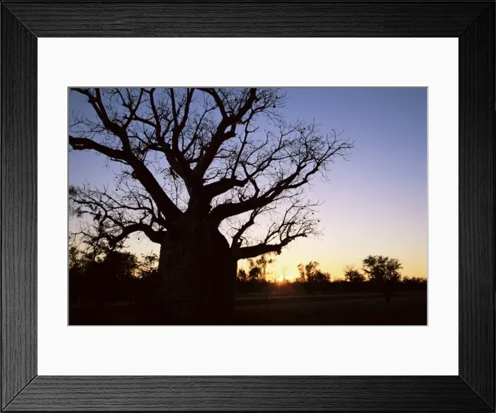 Framed Print : Boab tree and gravel road, Kimberley, Western Australia, Australia, Pacific Framed Print : Boab tree and gravel road, Kimberley, Western Australia, Australia, Pacific