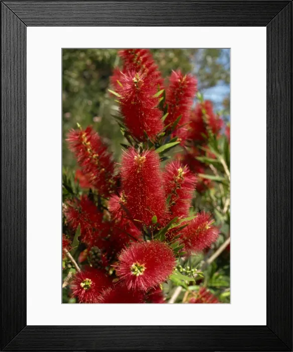 Framed Print : Red flowers of the native bottle brush bush, a wild flower of Australia, Pacific Framed Print : Red flowers of the native bottle brush bush, a wild flower of Australia, Pacific