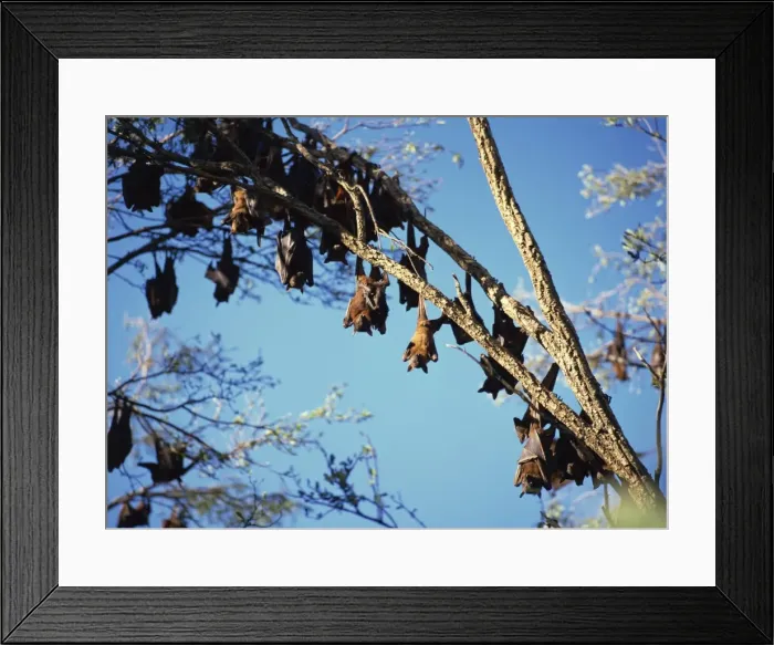 Framed Print : At creek by North of Gibb river road, Kimberley, West Australia, Australia, Pacific Framed Print : At creek by North of Gibb river road, Kimberley, West Australia, Australia, Pacific