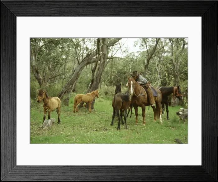 Framed Print : Chasing and catching brumbies (wild bush horses), Victoria, Australia, Pacific
