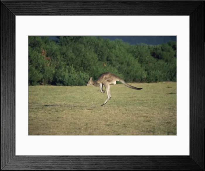 Framed Print : Kangaroos jumping, grass clearing in forest, Australia, Pacific Framed Print : Kangaroos jumping, grass clearing in forest, Australia, Pacific