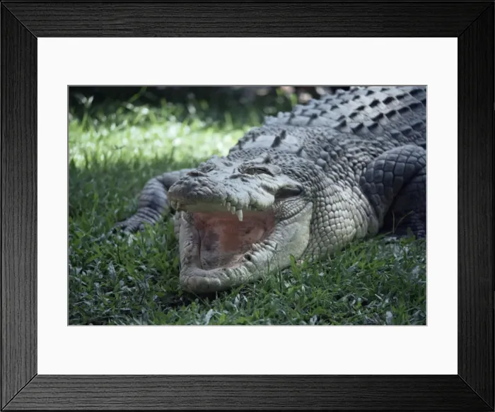 Framed Print : Twenty four foot saltwater crocodile (Crocodilus porosus), Hartleys Creek Framed Print : Twenty four foot saltwater crocodile (Crocodilus porosus), Hartleys Creek