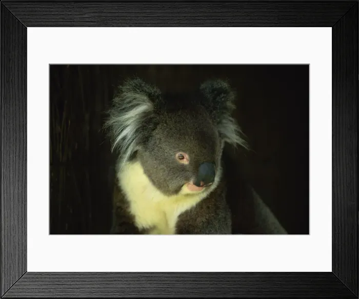 Framed Print : Close-up of head and shoulders of a koala bear, Cleland Wildlife Park, South Australia Framed Print : Close-up of head and shoulders of a koala bear, Cleland Wildlife Park, South Australia