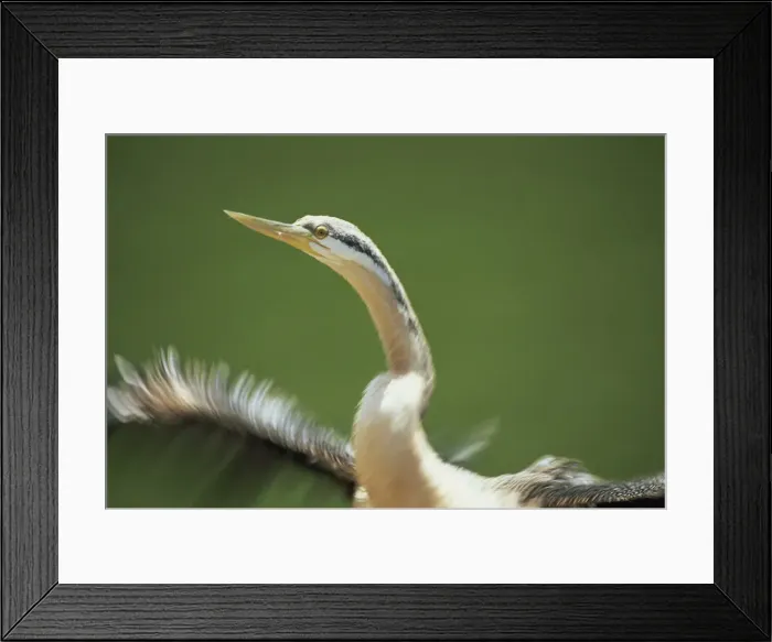 Framed Print : Close-up of the head and neck of a black faced cormorant, Cleland Wildlife Park
