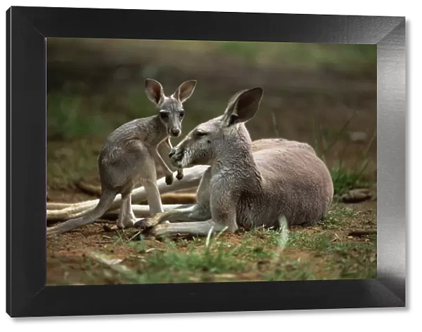 Close-up of mother and young, western gray (grey) kangaroos, Cleland Wildlife Park
