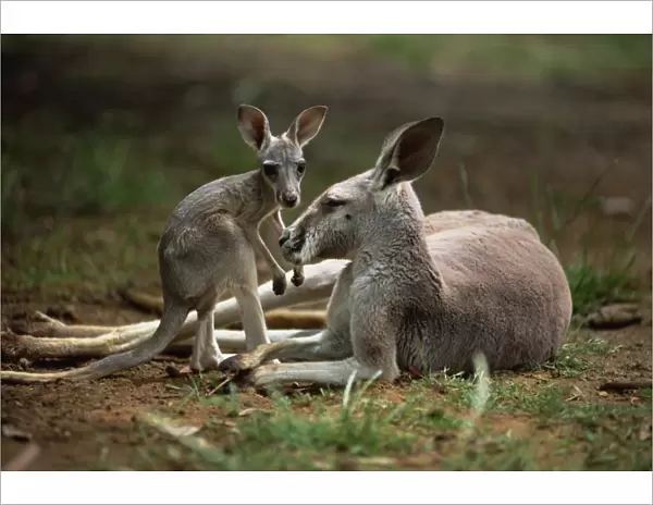Close-up of mother and young, western gray (grey) kangaroos, Cleland Wildlife Park