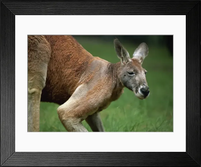 Framed Print : Close-up of head and shoulders of a red kangaroo, Cleland Wildlife Park Framed Print : Close-up of head and shoulders of a red kangaroo, Cleland Wildlife Park