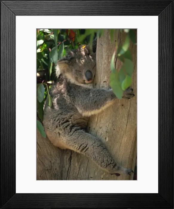 Framed Print : Close-up of a koala bear sitting in the fork of a gum tree, Parndana Wildlife Park Framed Print : Close-up of a koala bear sitting in the fork of a gum tree, Parndana Wildlife Park