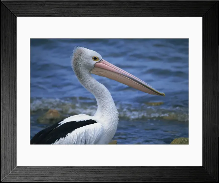 Framed Print : Close-up of the head of an Australian pelican, Kingscote, Kangaroo Island Framed Print : Close-up of the head of an Australian pelican, Kingscote, Kangaroo Island