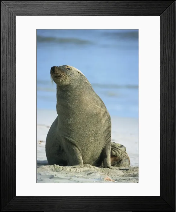 Framed Print : Close-up of an Australian sea lion, Seal Bay Conservation Park, Kangaroo Island Framed Print : Close-up of an Australian sea lion, Seal Bay Conservation Park, Kangaroo Island