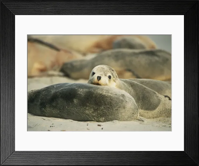 Framed Print : Close-up of an Australian sea lion, Seal Bay Conservation Park, Kangaroo Island Framed Print : Close-up of an Australian sea lion, Seal Bay Conservation Park, Kangaroo Island