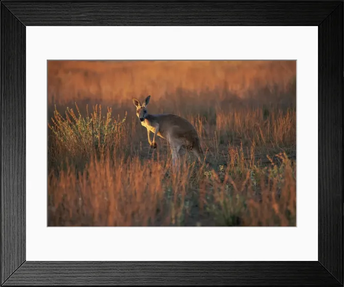 Framed Print : Close-up of a grey kangaroo (Macropus fuliginosus melanops), Flinders Range Framed Print : Close-up of a grey kangaroo (Macropus fuliginosus melanops), Flinders Range