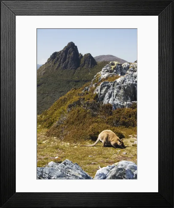 Framed Print : Peaks of Cradle Mountain, 1545m, and wallaby feeding on shrubs on the Overland Track Framed Print : Peaks of Cradle Mountain, 1545m, and wallaby feeding on shrubs on the Overland Track