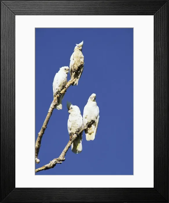 Framed Print : Little Corellas, Cacatua pastinator, Yellow Waters, Kakadu National Park Framed Print : Little Corellas, Cacatua pastinator, Yellow Waters, Kakadu National Park