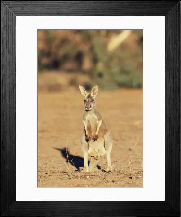 Framed Print : Red kangaroo, Macropus rufus, Mootwingee National Park, New South Wales Framed Print : Red kangaroo, Macropus rufus, Mootwingee National Park, New South Wales