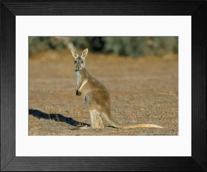 Framed Print : Red kangaroo (Macropus rufus), Mootwingee National Park, New South Wales Framed Print : Red kangaroo (Macropus rufus), Mootwingee National Park, New South Wales