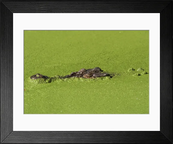 Framed Print : Saltwater crocodile (Crocodylus porosus), Rainforest Habitat sanctuary Framed Print : Saltwater crocodile (Crocodylus porosus), Rainforest Habitat sanctuary