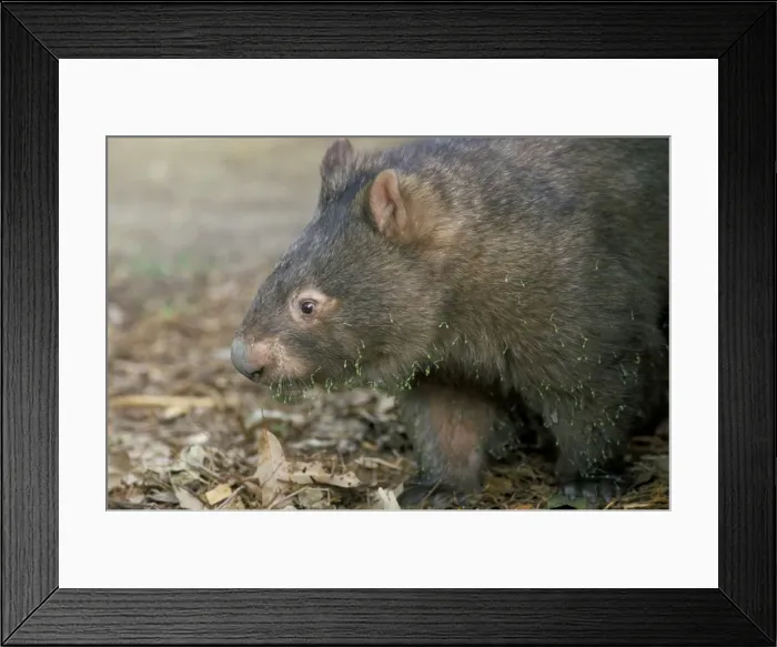 Framed Print : Captive common wombat (Vombatus ursinus), David Fleays Santuary, Queensland Framed Print : Captive common wombat (Vombatus ursinus), David Fleays Santuary, Queensland