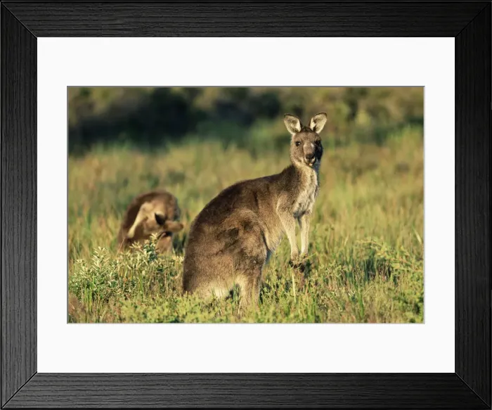 Framed Print : Eastern grey kangaroos, Macropus giganteus, Wilsons Promontory National Park Framed Print : Eastern grey kangaroos, Macropus giganteus, Wilsons Promontory National Park