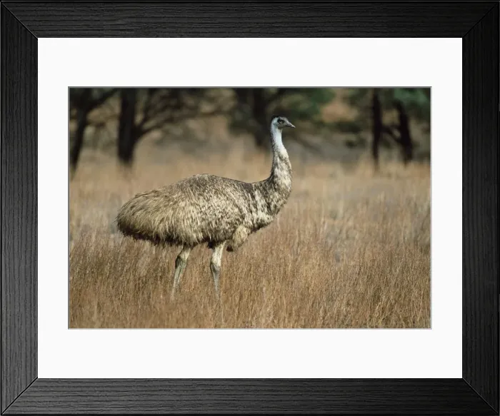 Framed Print : Emu, Dromaius novaehollandiae, Flinders Ranges National Park, South Australia, Australia Framed Print : Emu, Dromaius novaehollandiae, Flinders Ranges National Park, South Australia, Australia