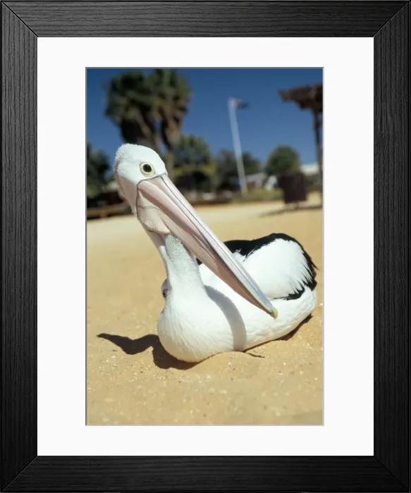 Framed Print : Australian pelican (Pelecanus conspicillatus), Shark Bay, Western Australia Framed Print : Australian pelican (Pelecanus conspicillatus), Shark Bay, Western Australia