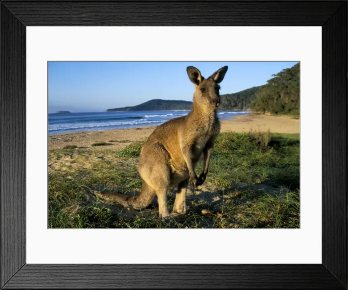 Framed Print : Eastern grey kangaroo (Macropus giganteus) on beach, Murramarang National Park Framed Print : Eastern grey kangaroo (Macropus giganteus) on beach, Murramarang National Park