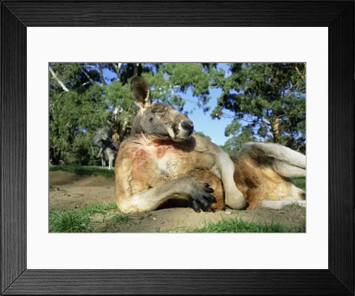 Framed Print : Red kangaroo, Macropus rufus, Cleland Wildlife Park, South Australia, Australia Framed Print : Red kangaroo, Macropus rufus, Cleland Wildlife Park, South Australia, Australia