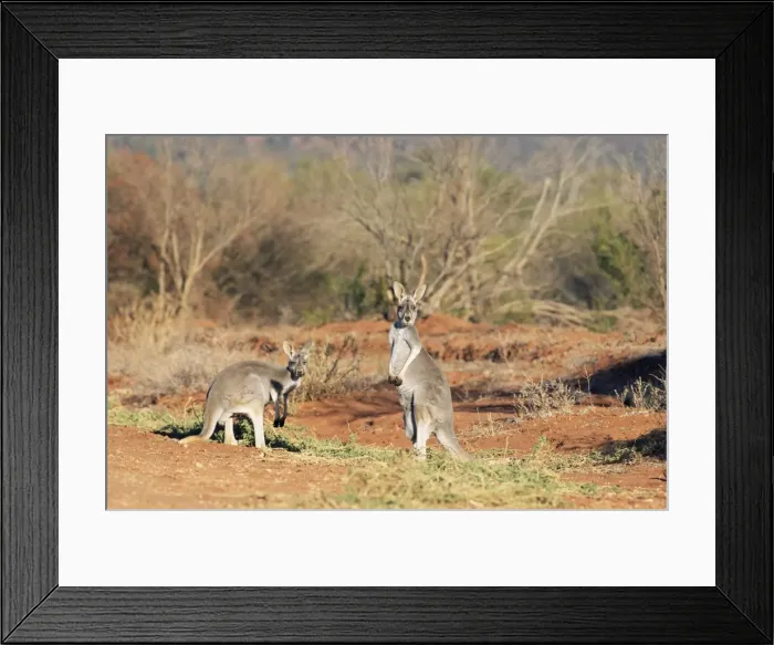 Framed Print : Two red kangaroos, Macropus rufus, Mootwingee National Park, New South Wales Framed Print : Two red kangaroos, Macropus rufus, Mootwingee National Park, New South Wales