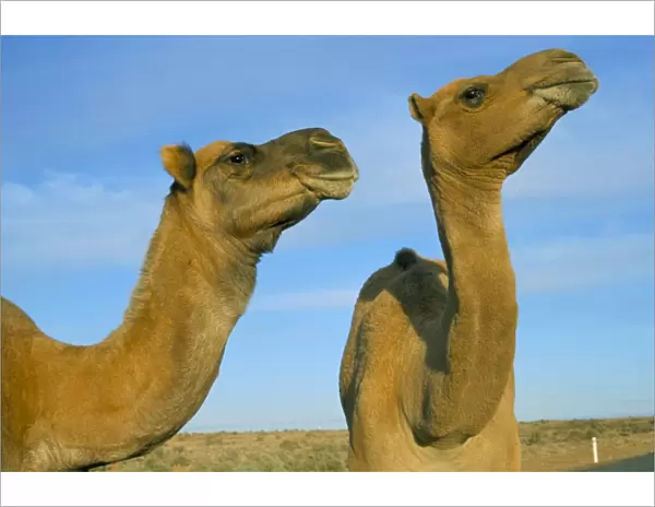 Arabian camels (Camelus dromedarius), feral in outback, New South Wales