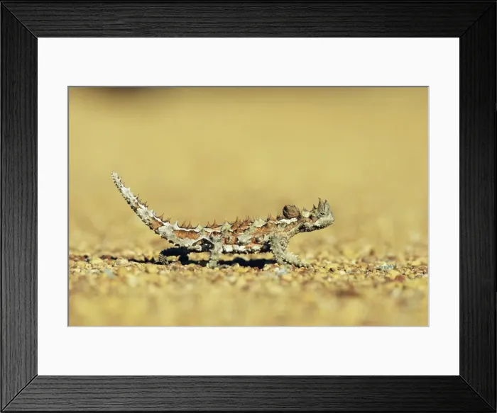 Framed Print : Thorny devil, Moloch horridus, Kalbarri National Park, Western Australia Framed Print : Thorny devil, Moloch horridus, Kalbarri National Park, Western Australia