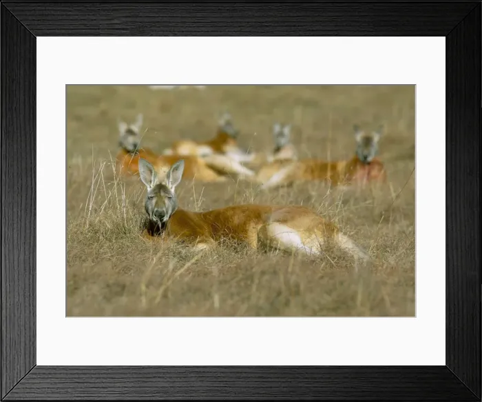 Framed Print : Mob of red kangaroo (Macropus rufus), Tidbinbilla Reserve, New South Wales Framed Print : Mob of red kangaroo (Macropus rufus), Tidbinbilla Reserve, New South Wales