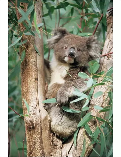 Koala bear, Phascolarctos cinereus, among eucalypt leaves, Gorge Wildlife Park