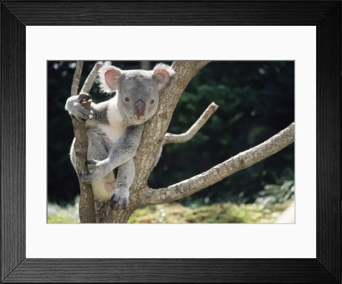 Framed Print : Koala bear in a tree in captivity, Australia, Pacific Framed Print : Koala bear in a tree in captivity, Australia, Pacific