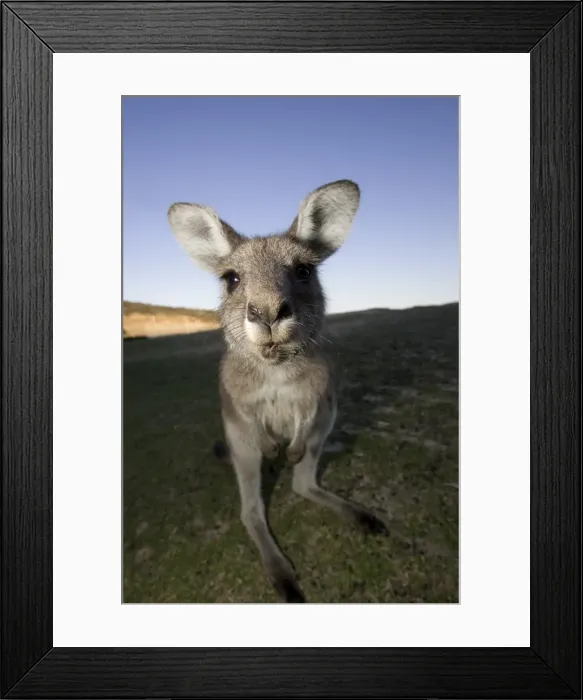 Framed Print : Eastern Grey Kangaroo, (Macropus giganteus), Pebbly Beach, Marramarang N Framed Print : Eastern Grey Kangaroo, (Macropus giganteus), Pebbly Beach, Marramarang N