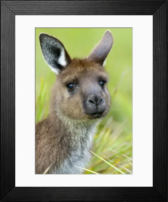 Framed Print : Kangaroo Island Kangaroo, (Macropus fuliginosus), Flinders Chase N. P, Kangaroo Island Framed Print : Kangaroo Island Kangaroo, (Macropus fuliginosus), Flinders Chase N. P, Kangaroo Island