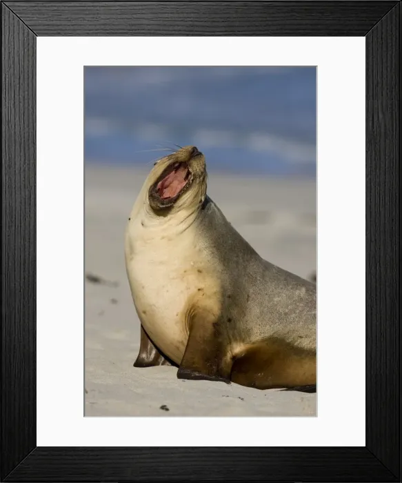 Framed Print : Neophoca cinerea, Seal Bay, Kangaroo Island, South Australia, Australia Framed Print : Neophoca cinerea, Seal Bay, Kangaroo Island, South Australia, Australia