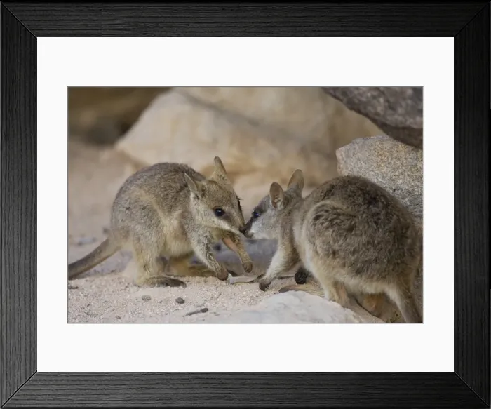 Framed Print : Black-footed Rock Wallaby, (Petrogale lateralis), Magnetic Island, Queensland, Australia Framed Print : Black-footed Rock Wallaby, (Petrogale lateralis), Magnetic Island, Queensland, Australia