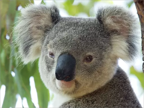 Koala, (Phascolartos cinereus), Magnetic Island, Queensland, Australia