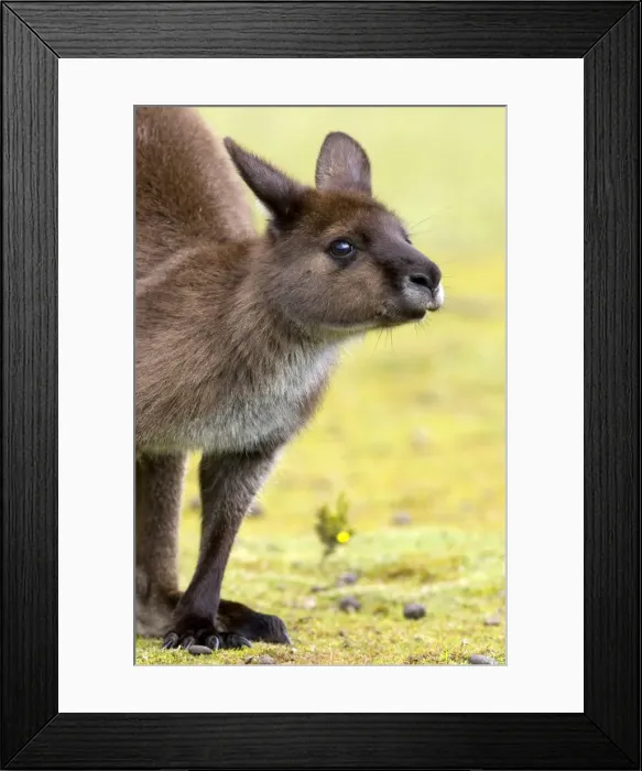 Framed Print : Kangaroo (Macropus fuliginosus), Kangaroo Island, South Australia, Australia, Pacific Framed Print : Kangaroo (Macropus fuliginosus), Kangaroo Island, South Australia, Australia, Pacific