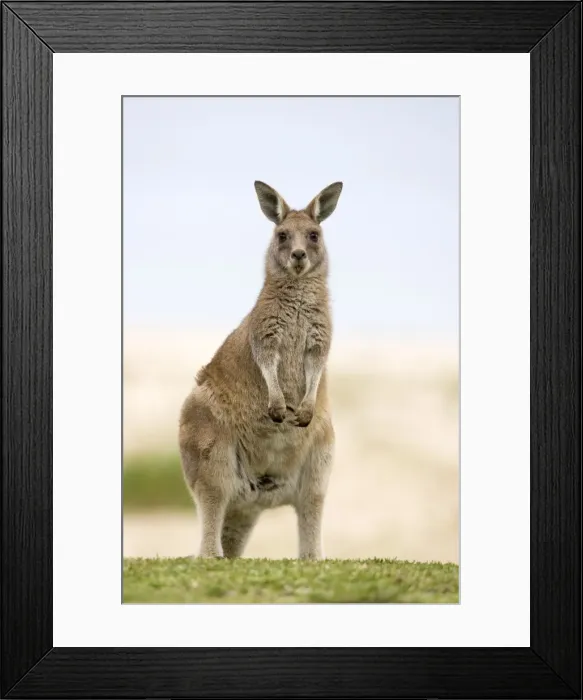 Framed Print : Eastern grey kangaroo (Macropus fuliginosus), Marramarang National Park Framed Print : Eastern grey kangaroo (Macropus fuliginosus), Marramarang National Park