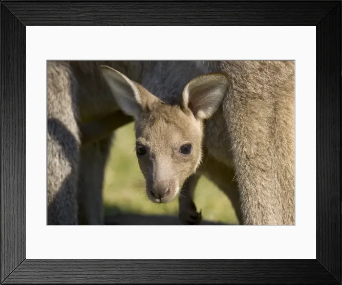 Framed Print : Eastern grey kangaroo (Macropus fuliginosus), Marramarang National Park Framed Print : Eastern grey kangaroo (Macropus fuliginosus), Marramarang National Park