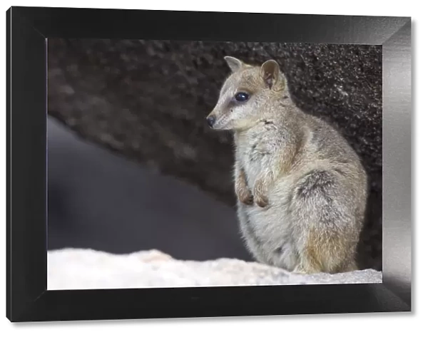 Black-footed rock wallaby (Petrogale lateralis), Magnetic Island, Queensland