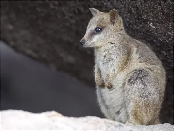 Black-footed rock wallaby (Petrogale lateralis), Magnetic Island, Queensland